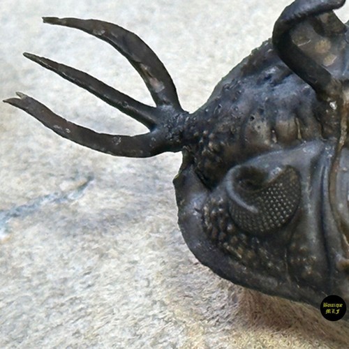 NICE NATURAL Walliserops tridens (nice split left horn) trilobite from Morocco - Picture 10 of 11