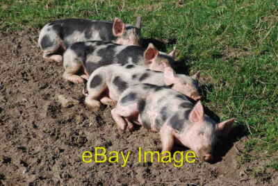 Foto 6x4 Hed Perffaith Hedd - Peace Perfect Peace Pllheli c2007