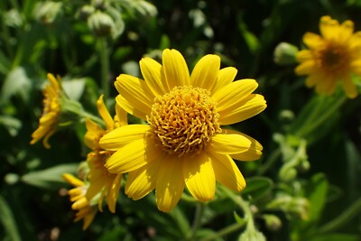 #ad 50 Arnica chamissonis seeds Meadow Arnica Seeds Beautiful Flower $5.99