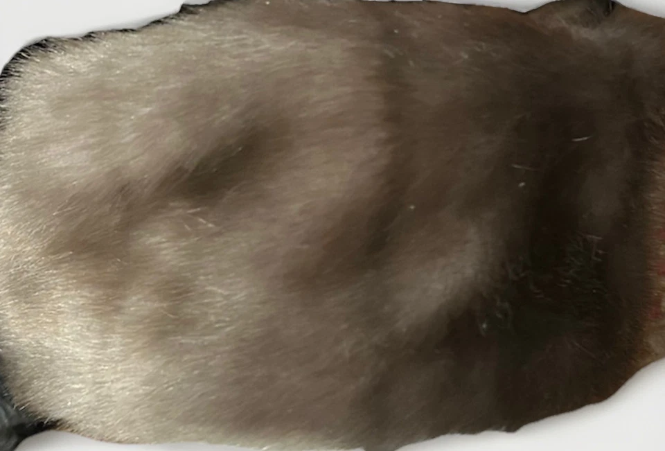 Pastillero United Hatters Gorra Piel Cuero Cálido Ciudad Estilo Ruso Hecho en Unión De Colección Foto 4 de 4