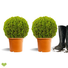 2 Stück Buchsbaum Kugel 25-30cm o. Topf  Frisch getopft  5L  ±3 J.  Buxus