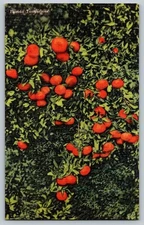 Vintage Florida Tangerines Postcard by Tichnor Bros Linen 6x4