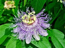 15 SEMILLAS DE VID FLOR DE PASIÓN PÚRPURA - (Passiflora incarnata)