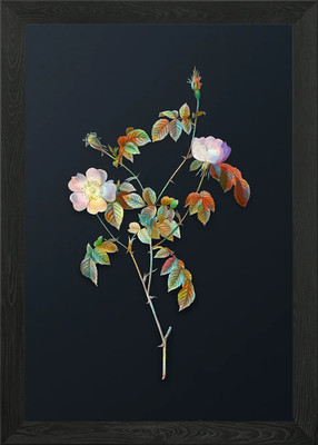 Pink Austrian Copper Rose Framed Wall Art Poster Canvas Print Picture