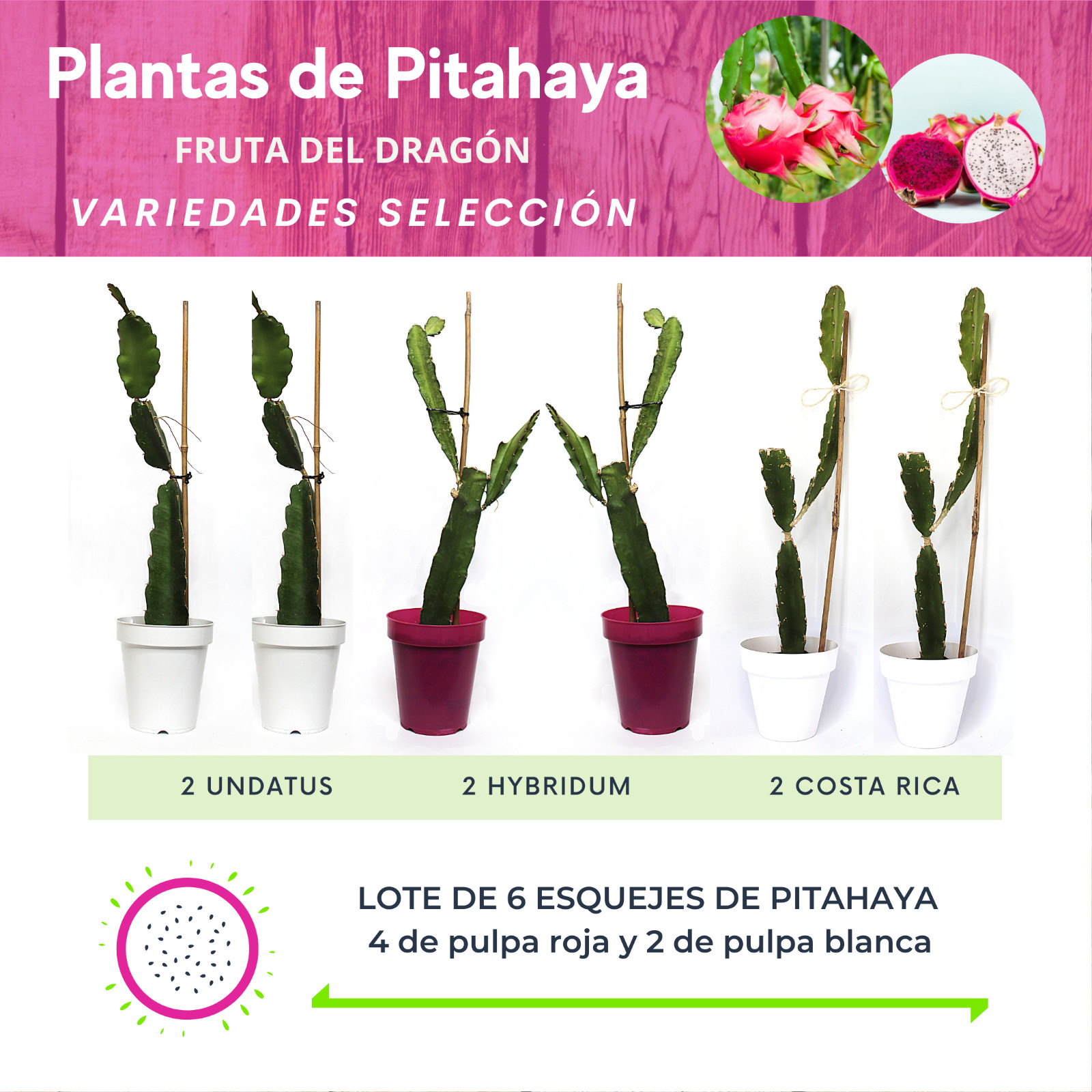 PLANTAS / ESQUEJES DE PITAYA O FRUTA DEL DRAGÓN. Lote de 6 plantas en maceta.