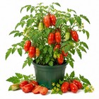 2 San Marzano Tomato Live Plants 4 6 Tall in 4 Pots Plum Tomato Starter Plant
