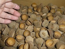2 lbs 14 oz White Oak Sm-Med Natural ACORN CAPS Top Hats Crafts Decor