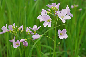 Cuckooflower or Lady's Smock - Cardamine Pratensis -60 Seeds- Damp-Loving  Flower | eBay