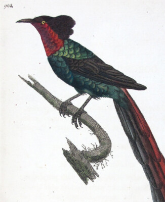 1789, SHAW & NODDER  ENGR ORIGINAL ANTIQUE WATERCOLOURS GORGET PARADISE BIRD V3C