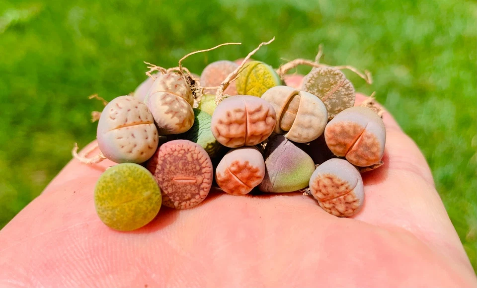 Live Lithops Plant -30 Plants (0.3-0.5") - Colorful 1-1.5 Year Old Living Stone - Image 2 of 3