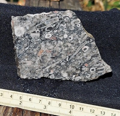 Crinoid Marble Slab