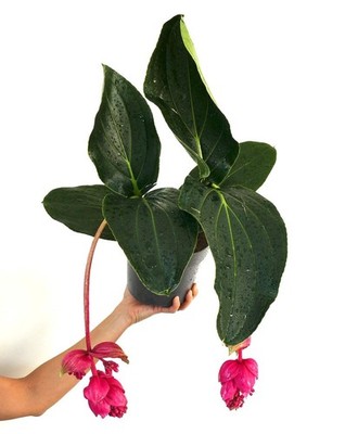 Medinilla magnifica - Philippine orchid | Pink lantern plant