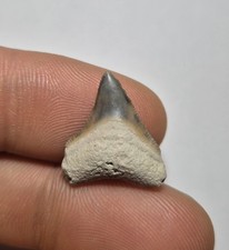 Dente di Squalo Fossile - Carcharhinus sp. - Miocene - Bone Valley, Florida, USA