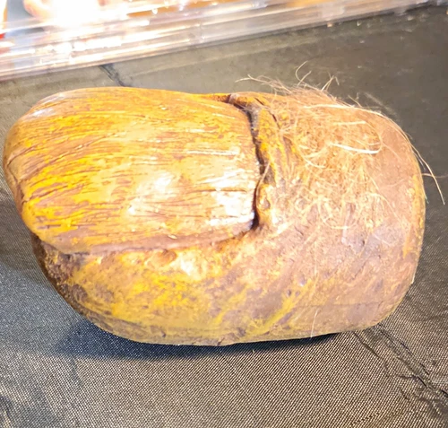 Specimen, Brown Yellow Fossil Toe funny decor 