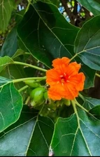 100 Hawaiian Kou Cordia Subcordata Sea Trumpet Tree Seeds Organic Hawaii Grown 
