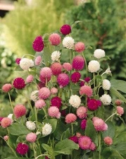 Gomphrena Globosa Mix Flower 50 Seeds Moon Gardens Simply Grown Beautifully