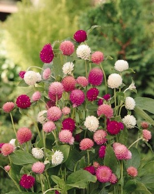 yello moon×watchara×mr.Sudan mix spore Shop Types & Varieties of