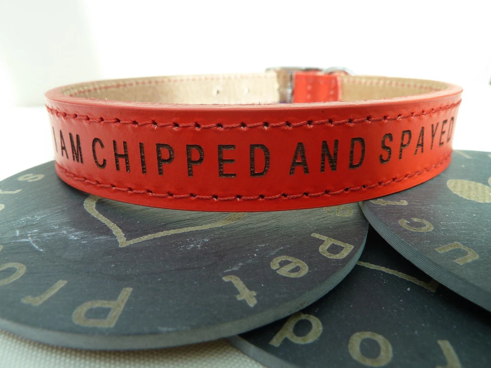 Cuello Ancol Clásico Cuero Perro Liso o Personalizado Cuero Inglés Premium Foto 3 de 4