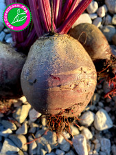 ROTE BEETE BIKORES 🍠  150+ Samen ♥️  Rote Rüben saftig Selbstversorger