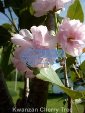 Kwanzan Cherry Tree - Prunus serrulata 'Kwanzan' - 4 to 6 inches - Live Plant