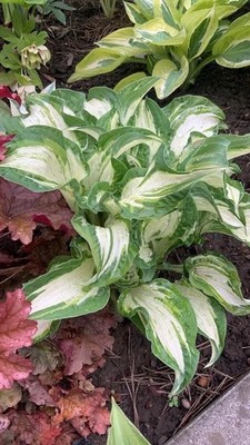Hosta   Allegan Fog   Plantain Lily Plant Shipping Spring 2026