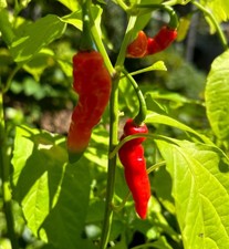 Red  Caterpillar Chilli x 2 plug/Plant