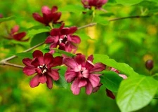 10 SWEETSHRUB Carolina Allspice Fragrant Calycanthus Floridus Shrub Flower Seeds