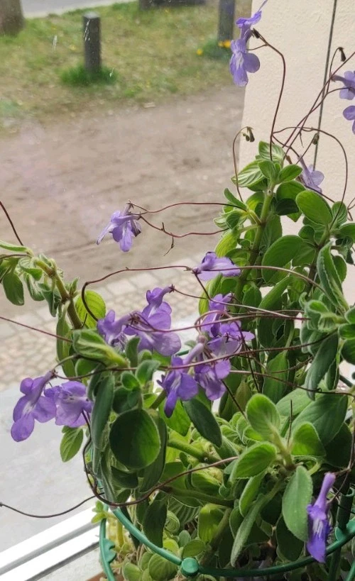 Streptocarpus-Zimmerpflanzen online kaufen | eBay.de