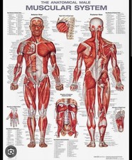 MASSAGE THERAPY SUPPLIES 20x26 MUSCLE CHART