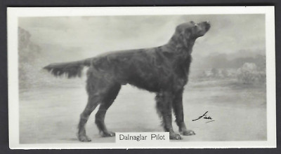 SINCLAIR (J) - CHAMPION DOGS, 1ST - #30 GORDON SETTER