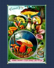 5X7 CHANTERELLE, PORTOBELLO+ MUSHROOMS Vtg 1890's Art Print Liebig Advertising