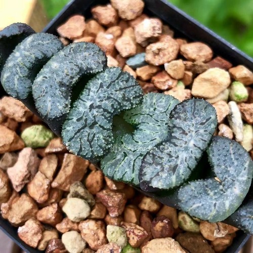 6CM Succulent Plant Haworthia Truncata Black Wouter Liliaceae Home Garden Plant - Picture 3 of 12