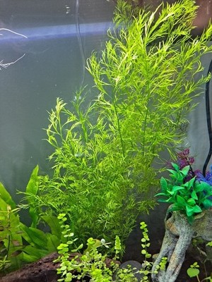 Water Sprite Live Aquarium Plant 5+ Stems