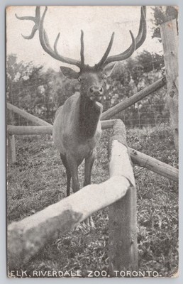 Toronto Riverdale Zoo Elch Hirsch 1923 Postkarte kanadische nationale Ausstellung abbrechen