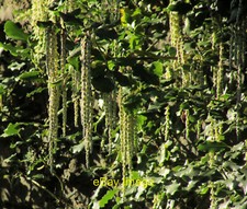 Photo 6x4 Garrya, Dartington Totnes The catkins of Silk Tassel