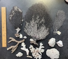 Lot Of 12 Pieces Of Assorted Coral