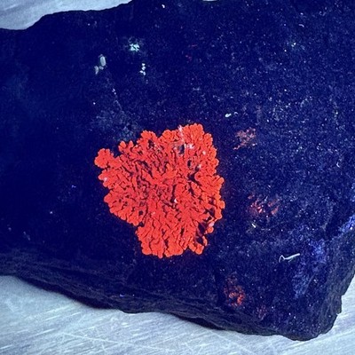 Natural Rare Fluorescent Lichen On Matrix Intense Orange-Red UV Glow Raw Mineral