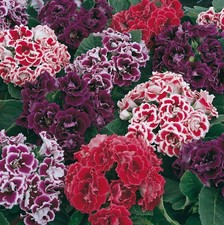 Sinningia speciosa Mix, Gloxinia Flowers Varieties - 10/20/50