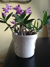 Dendrobium KINGIANUM Starter Plant Miniature Type Super Fragrant Pink Flower