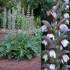 Pantalones de oso Acanthus mollis, perennes - 5 sementos