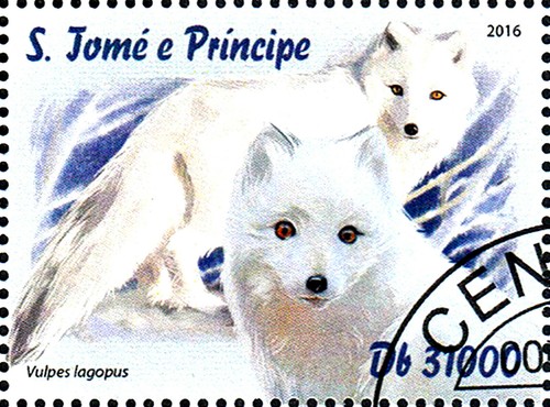 Tier Wildtier Wild Hund Fuchs Polarfuchs Schneefuchs Eisfuchs Antarktis / 335