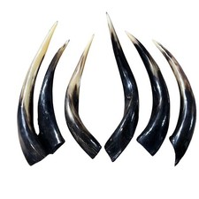Kudu Horn Small, 16" around curls, Polished horn, 1 Real Kudu Horn for Shofar