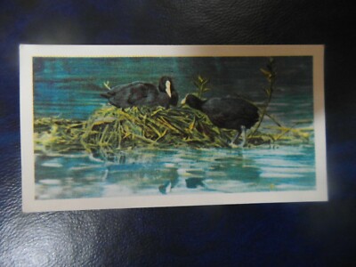  Brooke Bond ''British Birds'' 1954 original tea-card No.13, ''The coot''.  