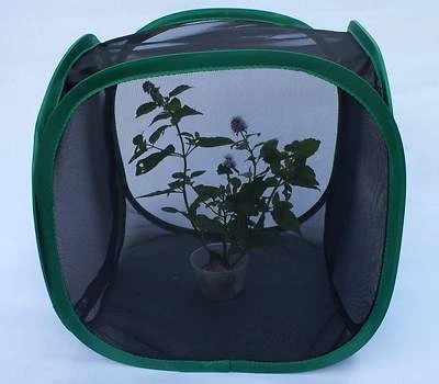 BUGZARRE BUGVIEW Praying mantis/Stick Insect/Leaf Insect/butterfly/chameleon pop up cage UK STOCK