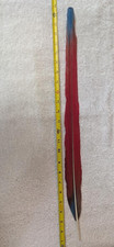 Ruby Macaw tail feather 24"  #201