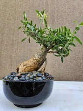 Old Fockea Capensis Bonsai Tree ,,, sale 