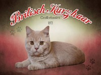 Holzschild 30X40 Cm Katze British Kurzhaar GroßBritannien Deko Geschenk Holz Sch