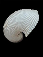 Sea shells Argonauta argo 191.2mm.Aquarium Decoration Products