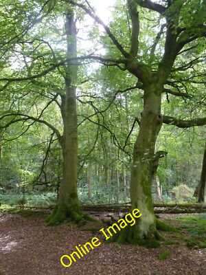 Photo 12x8 Beech trees Balgonar Among the conifers in Eastfield Plantation c2014