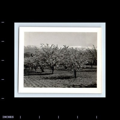 Old Vintage Photo ALMOND ORCHARD BANNING CALIFORNIA TREES 1932 LANDSCAPE